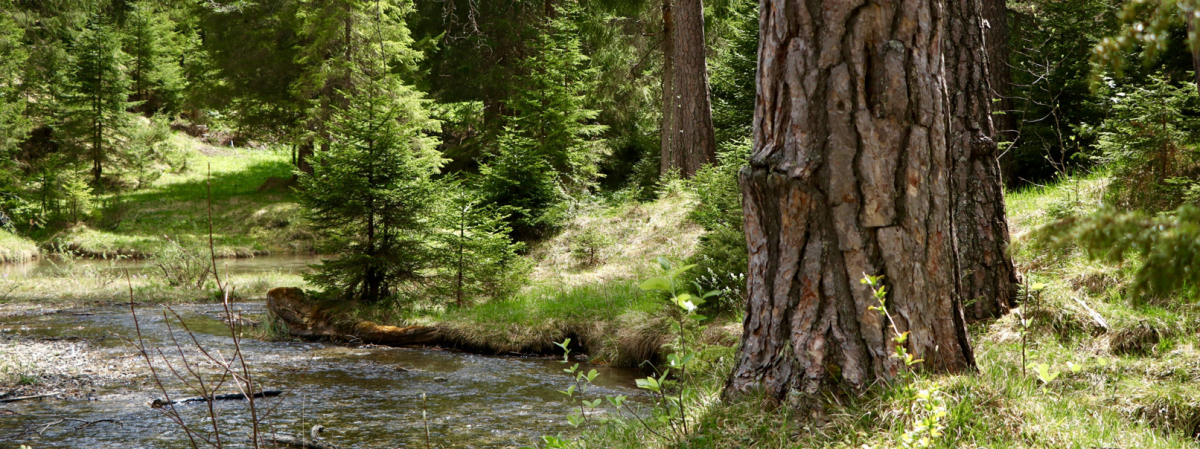 Окружающий мир: Леса России