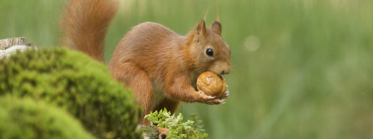 Окружающий мир: Разнообразие природы