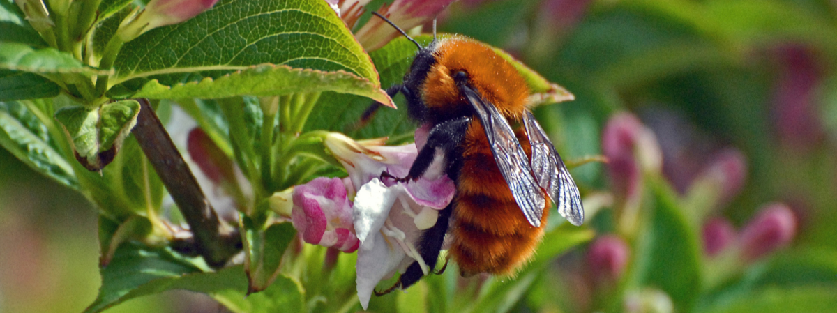 Окружающий мир: Насекомые опылители растений (3 класс)