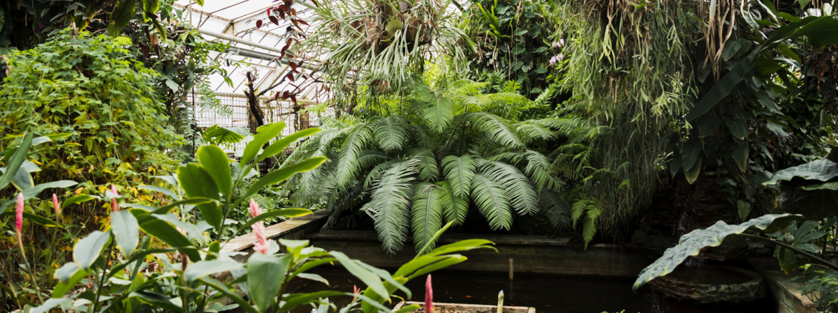 Окружающий мир: Охрана растений