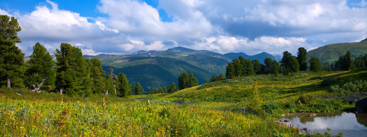 Окружающий мир: Что такое экология