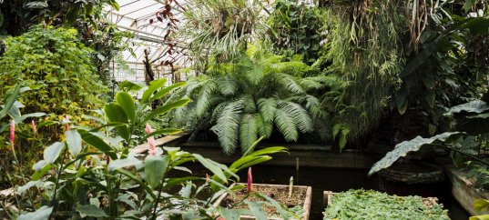 Окружающий мир: Охрана растений