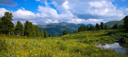 Окружающий мир: Что такое экология