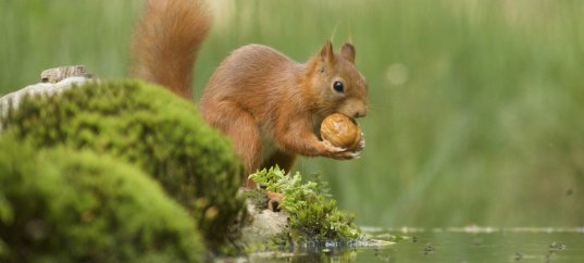 Окружающий мир: Разнообразие природы