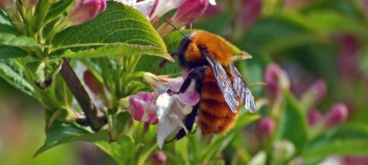 Окружающий мир: Насекомые опылители растений (3 класс)