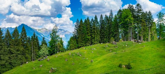 Охрана природы в лесных зонах России