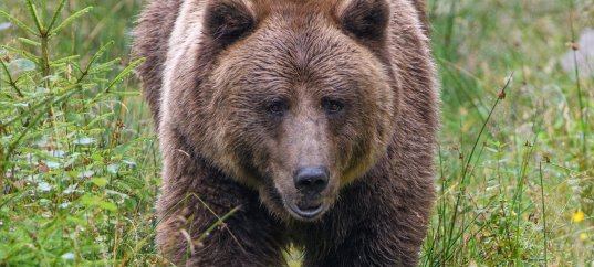 Животные России