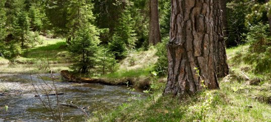 Окружающий мир: Леса России