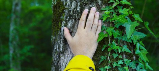 Окружающий мир: Охрана природы