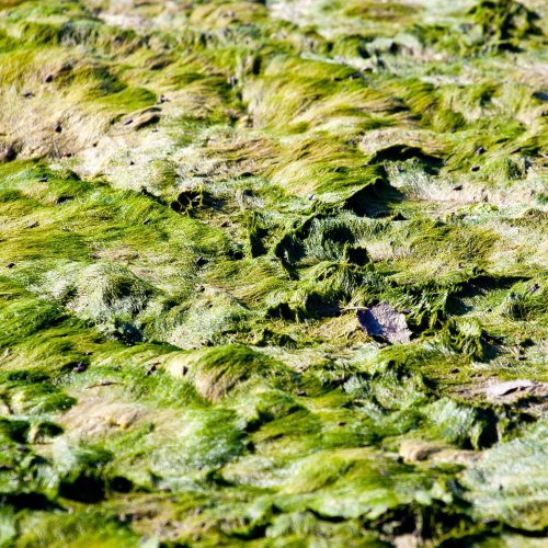 Кроссворд по биологии: Особенности жизнедеятельности лишайников (5-6 класс)