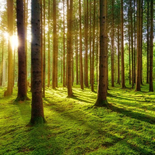 Кроссворд по окружающему миру: Экологические проблемы и охрана природы в лесных зонах (4 класс)