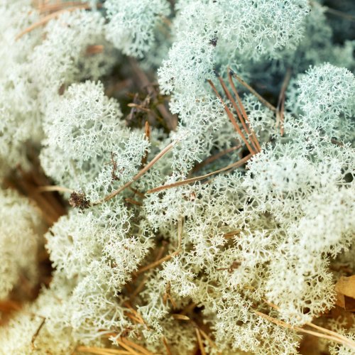 Кроссворд по биологии: Строение лишайников (5-6 класс)