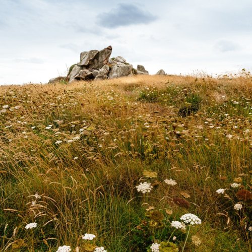 Кроссворд по окружающему миру: Зона степей (4 класс)