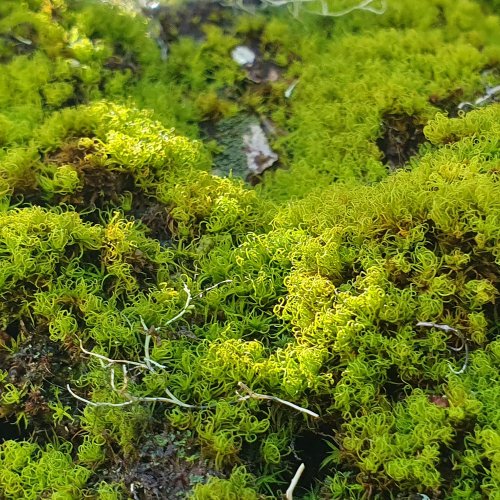 Кроссворд по биологии: Роль лишайников в природе и жизни человека (5-6 класс)