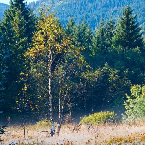 Кроссворд по окружающему миру: Леса России (4 класс)