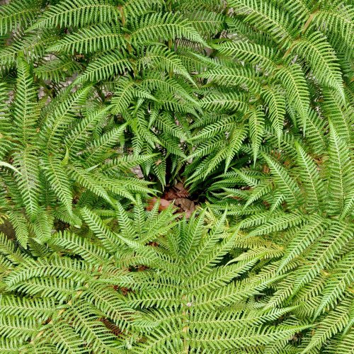 Кроссворд по биологии: Папоротниковидные. Общая характеристика (5-6 класс)