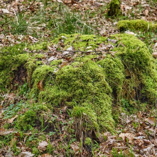 Кроссворд по биологии: Размножение лишайников (5-6 класс)
