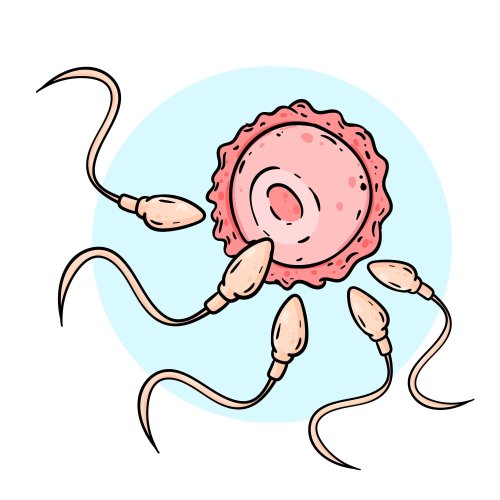 Кроссворд по биологии: Половое размножение (5-6 класс)