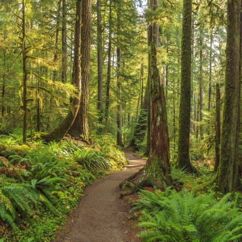 Кроссворд по окружающему миру: Жизнь леса (4 класс)