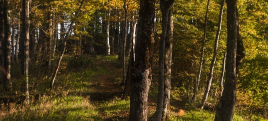Кроссворд по окружающему миру: Смешанные и широколиственные леса (4 класс)
