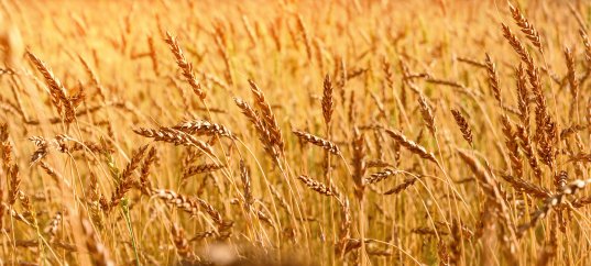 Кроссворд по биологии: Многообразие покрытосеменных (цветковых растений) (5-6 класс)