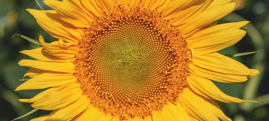 Кроссворд по биологии: Строение и многообразие покрытосеменных растений (5-6 класс)