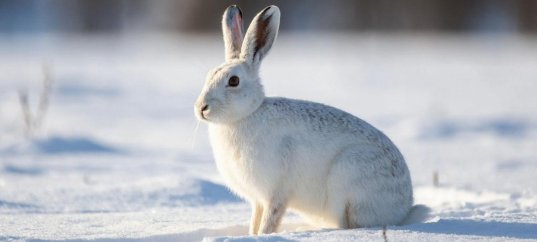 Кроссворд для малышей: Кто как зимует