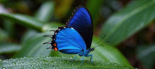 Кроссворд по биологии: Дыхание растений и животных (5-6 класс)