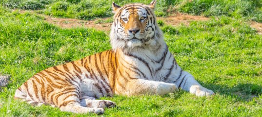 Кроссворд по биологии: Царство Животные (5-6 класс)