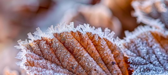 Кроссворд по окружающему миру: Неживая природа осенью (2 класс)