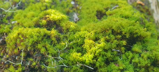 Кроссворд по биологии: Особенности строения и распространения мхов (5-6 класс)