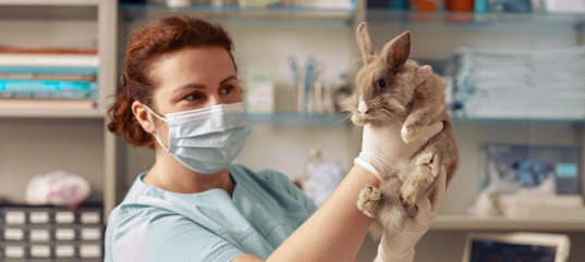 Кроссворд по биологии: Профессии, связанные с изучением и разведением животных (8 класс)