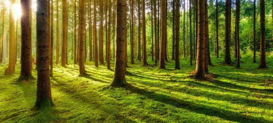 Кроссворд по окружающему миру: Экологические проблемы и охрана природы в лесных зонах (4 класс)