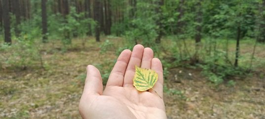 Кроссворд по окружающему миру: Экологическая безопасность (3 класс)