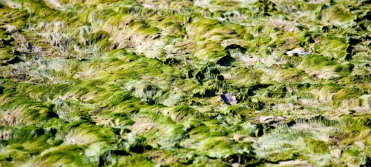 Кроссворд по биологии: Особенности жизнедеятельности лишайников (5-6 класс)