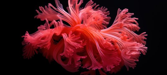 Кроссворд по биологии: Красные водоросли (багрянки) (5-6 класс)