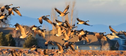 Кроссворд по окружающему миру: Живая природа осенью (2 класс)