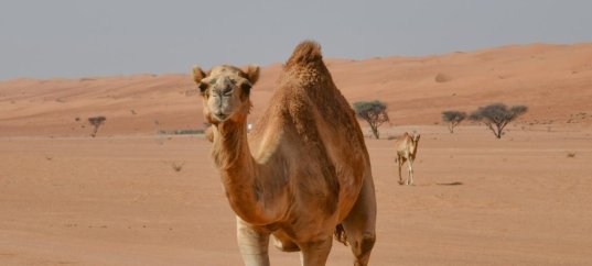 Кроссворд по окружающему миру: Природное сообщество пустыни (4 класс)