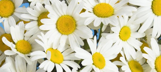 Кроссворд по биологии: Общая характеристика покрытосеменных (цветковых растений) (5-6 класс)