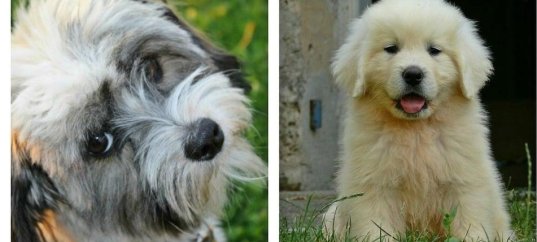 Кроссворд по биологии: Классификация животных (7 класс)