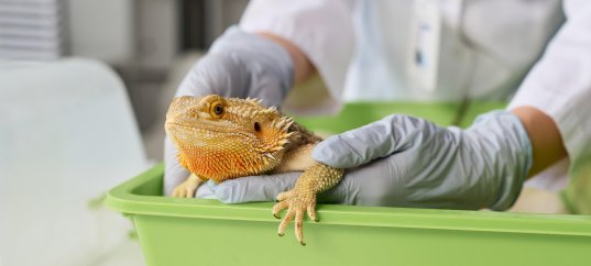 Кроссворд по биологии: Выделение у животных (5-6 класс)