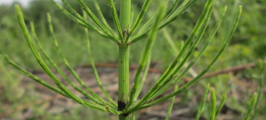 Кроссворд по биологии: Папоротниковидные. Плауновидные. Хвощевидные (5-6 класс)