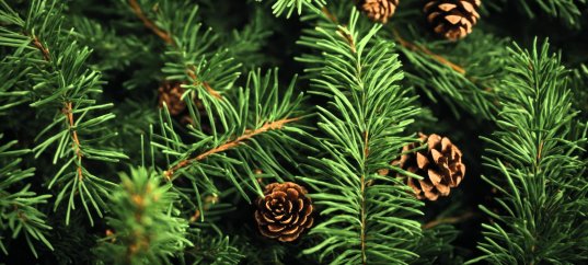 Кроссворд по биологии: Характерные признаки хвойных (5-6 класс)