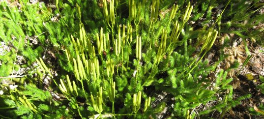 Кроссворд по биологии: Плауновидные (5-6 класс)