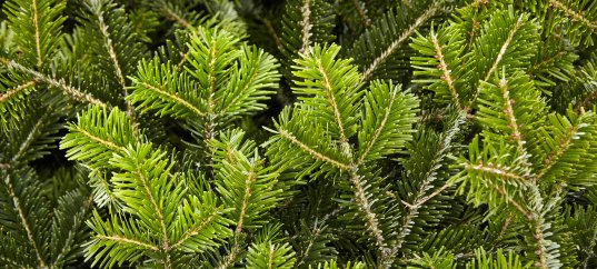 Кроссворд по биологии: Голосеменные растения (5-6 класс)