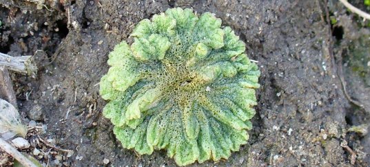 Кроссворд по биологии: Печёночные мхи (5-6 класс)