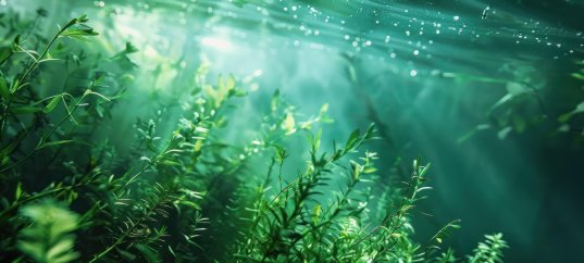 Кроссворд по биологии: Зелёные водоросли (5-6 класс)