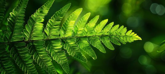 Кроссворд по биологии: Жизненный цикл высших споровых растений (5-6 класс)