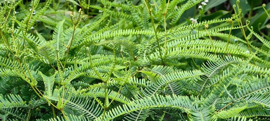 Кроссворд по биологии: Характеристика высших споровых растений (5-6 класс)