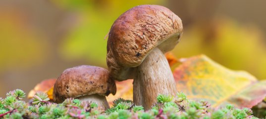 Кроссворд по биологии: Грибы съедобные и ядовитые (5-6 класс)